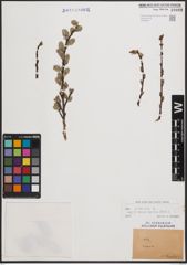 Foto von Salix cinerea subsp. atrocinerea (Brot.) Guinier